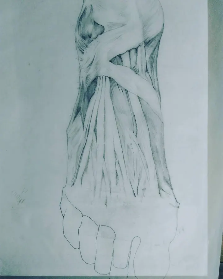 Studio di anatomia della gamba